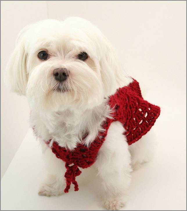 Crochet Patterns For Dog Sweaters For Small Dogs